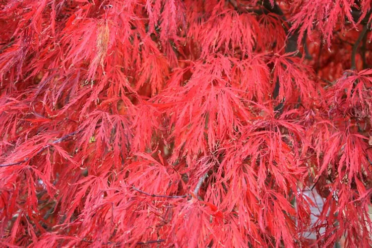 Acer Palmatum Dissectum Crimson Queen - View 15 from www redcrocus com