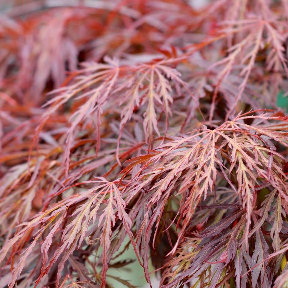 Acer Palmatum Dissectum Crimson Queen - View 15 from www redcrocus com