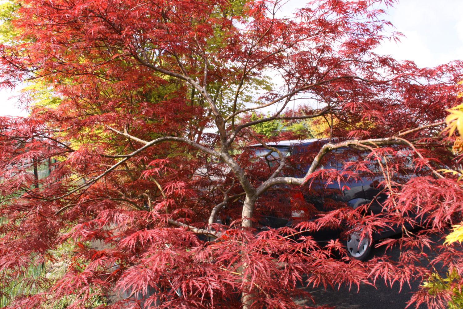 Acer Palmatum Dissectum Crimson Queen - View 16 from www redcrocus com