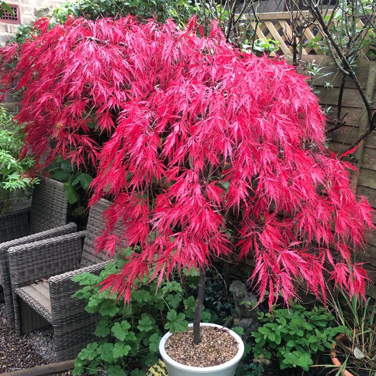 Acer Palmatum Dissectum Crimson Queen - View 18 from www redcrocus com
