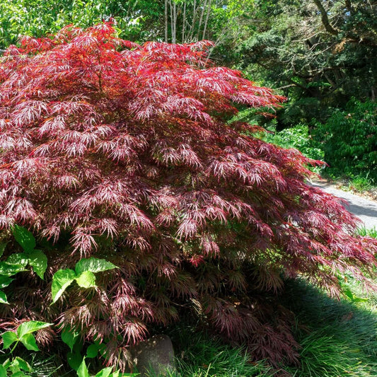 Acer Palmatum Dissectum Crimson Queen - View 1 from www redcrocus com