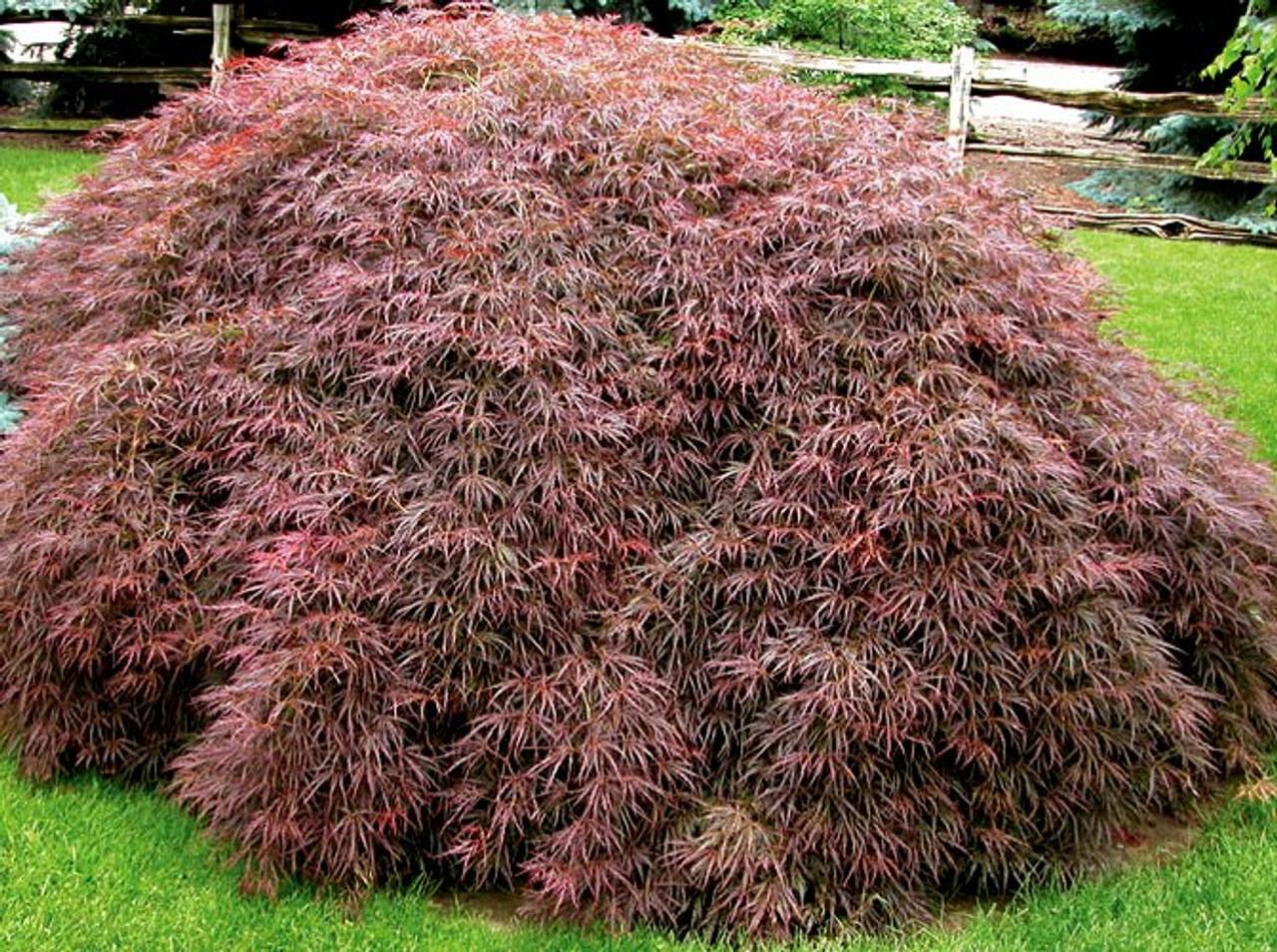 Acer Palmatum Dissectum Crimson Queen - View 2 from www redcrocus com