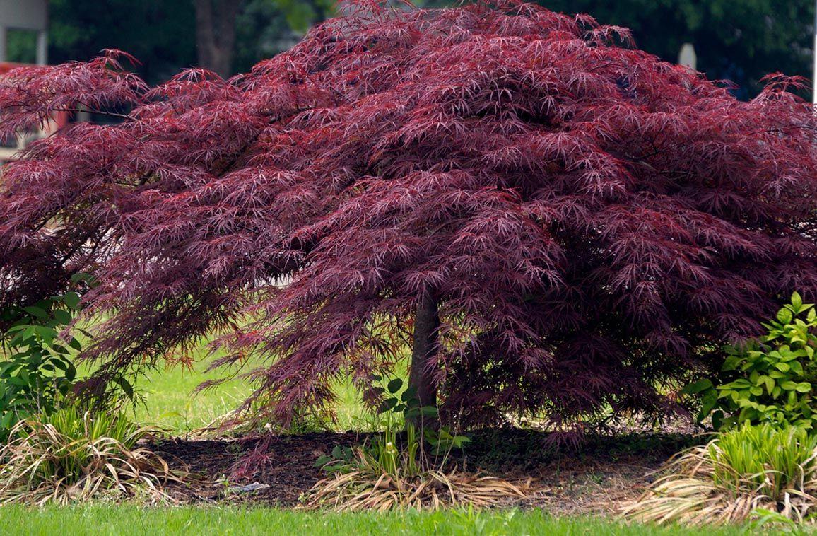 Acer Palmatum Dissectum Crimson Queen - View 3 from www redcrocus com