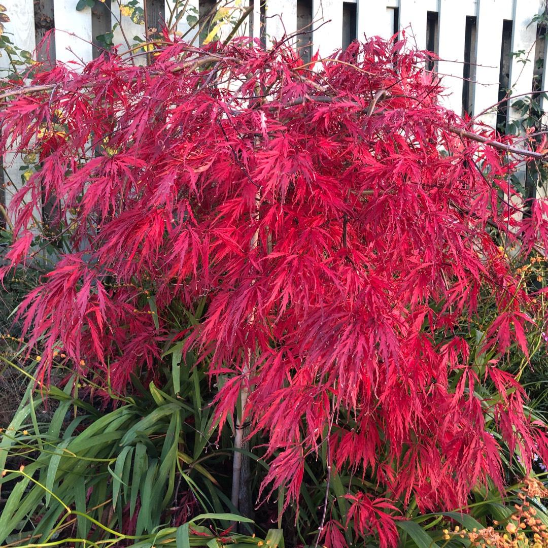 Acer Palmatum Dissectum Crimson Queen - View 4 from www redcrocus com