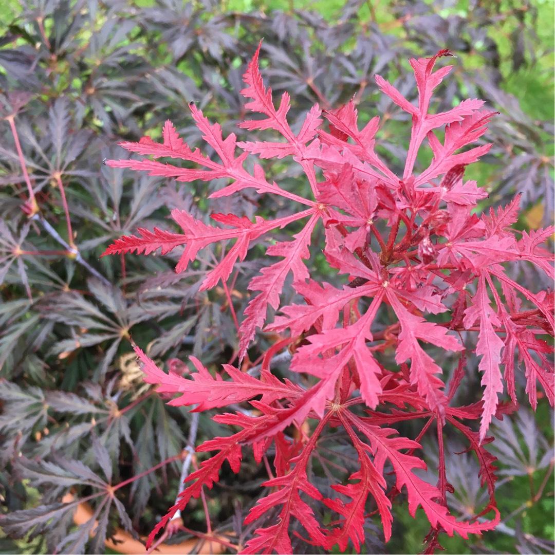 Acer Palmatum Dissectum Crimson Queen - View 5 from www redcrocus com