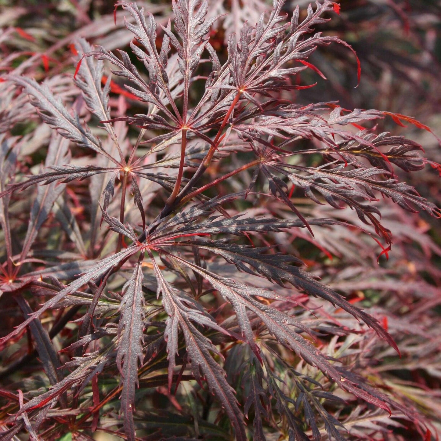 Acer Palmatum Dissectum Crimson Queen - View 6 from www redcrocus com