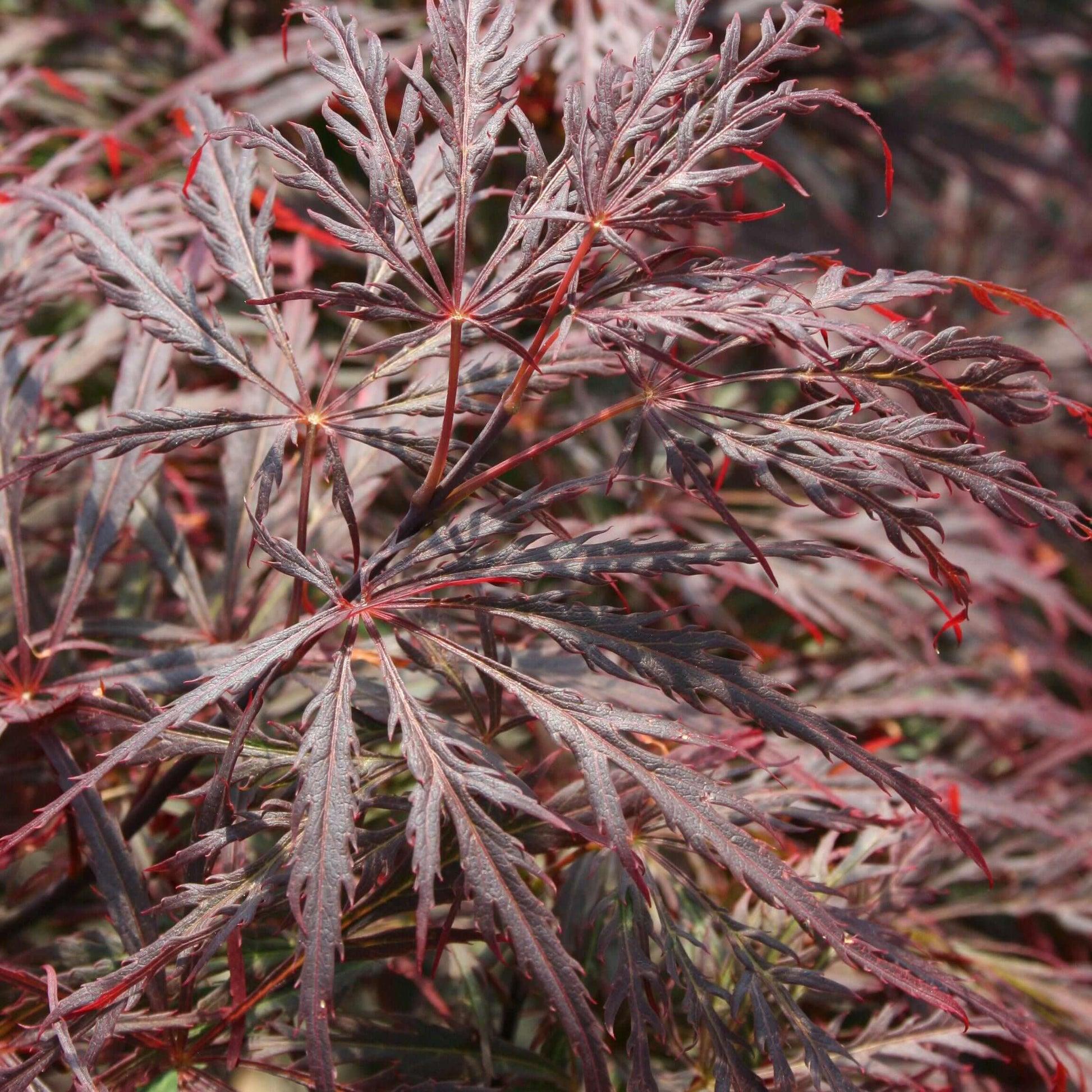 Acer Palmatum Dissectum Crimson Queen - View 6 from www redcrocus com