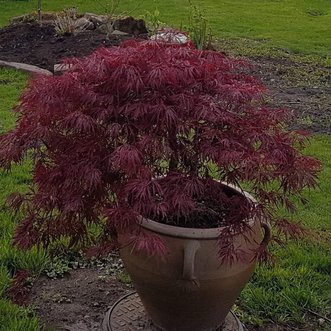 Acer Palmatum Dissectum Crimson Queen - View 7 from www redcrocus com