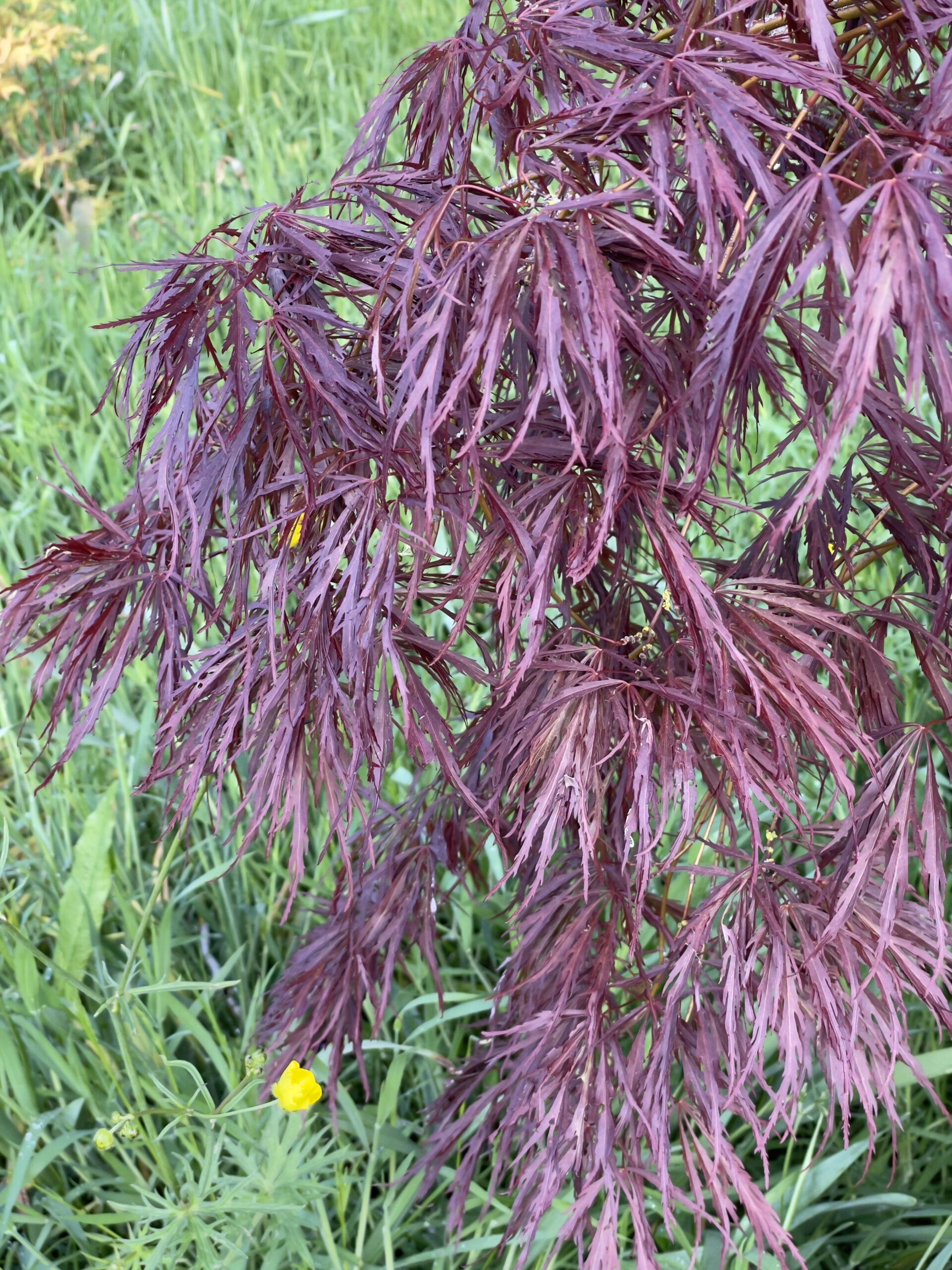 Acer Palmatum Dissectum Crimson Queen - View 9 from www redcrocus com