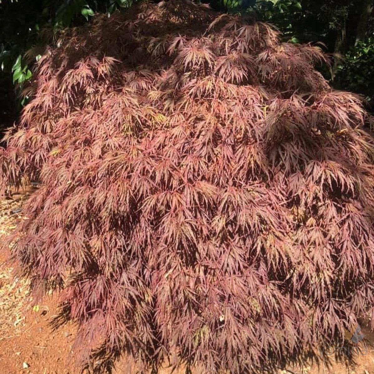 Acer Palmatum Dissectum Crimson Queen - View 17 from www redcrocus com