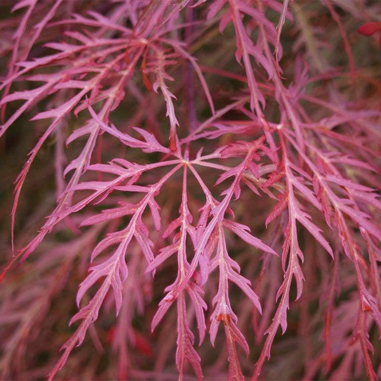 Acer Palmatum Dissectum Crimson Queen - View 20 from www redcrocus com