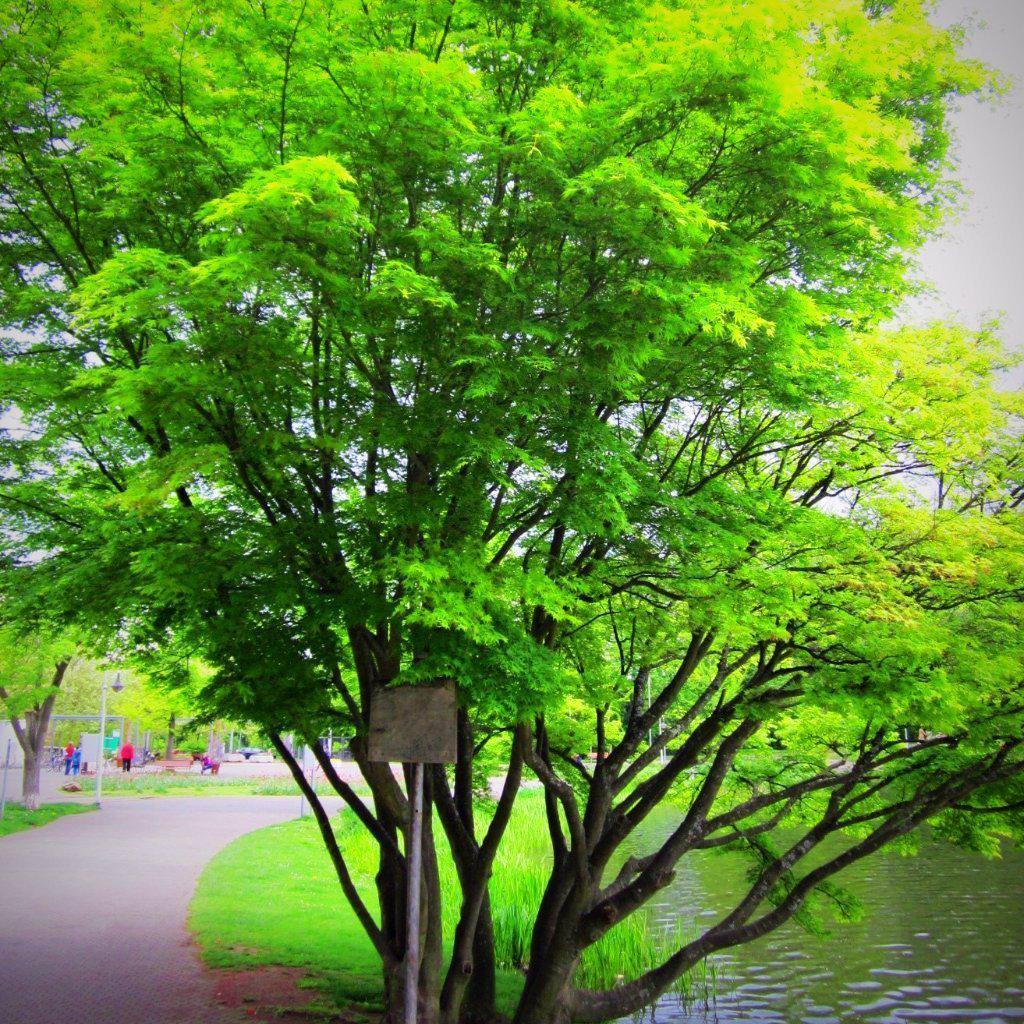 Acer Palmatum Green Star - View 10 from www redcrocus com