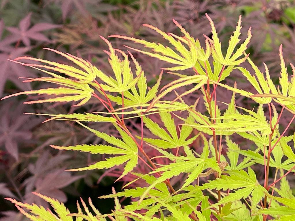 Acer Palmatum Green Star - View 11 from www redcrocus com