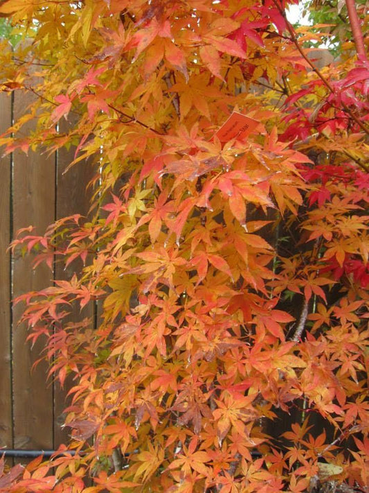 Acer Palmatum Green Star - View 2 from www redcrocus com