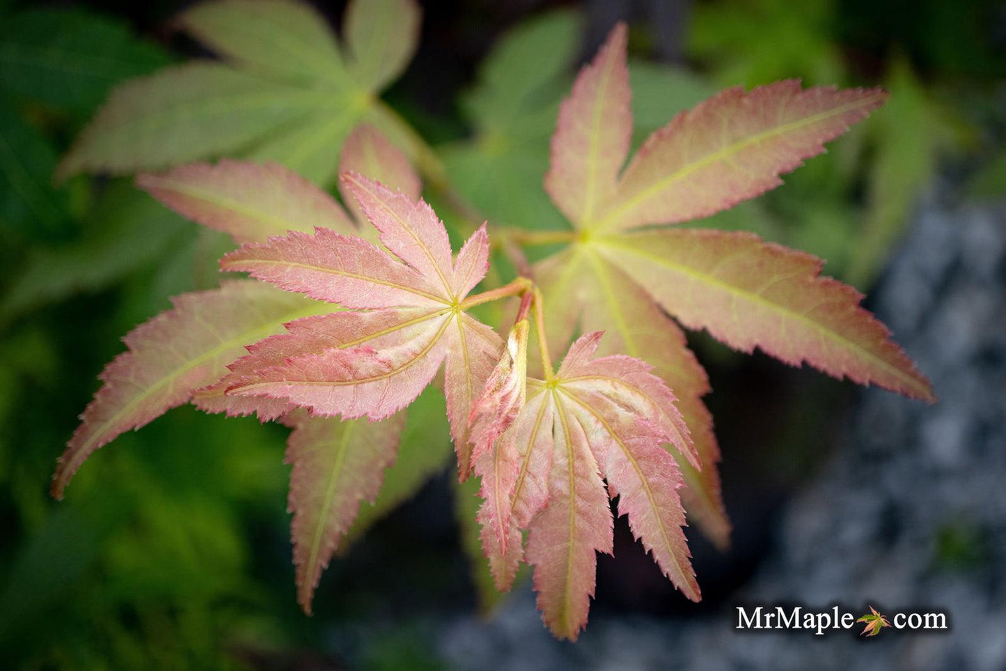 Acer Palmatum Green Star - View 3 from www redcrocus com
