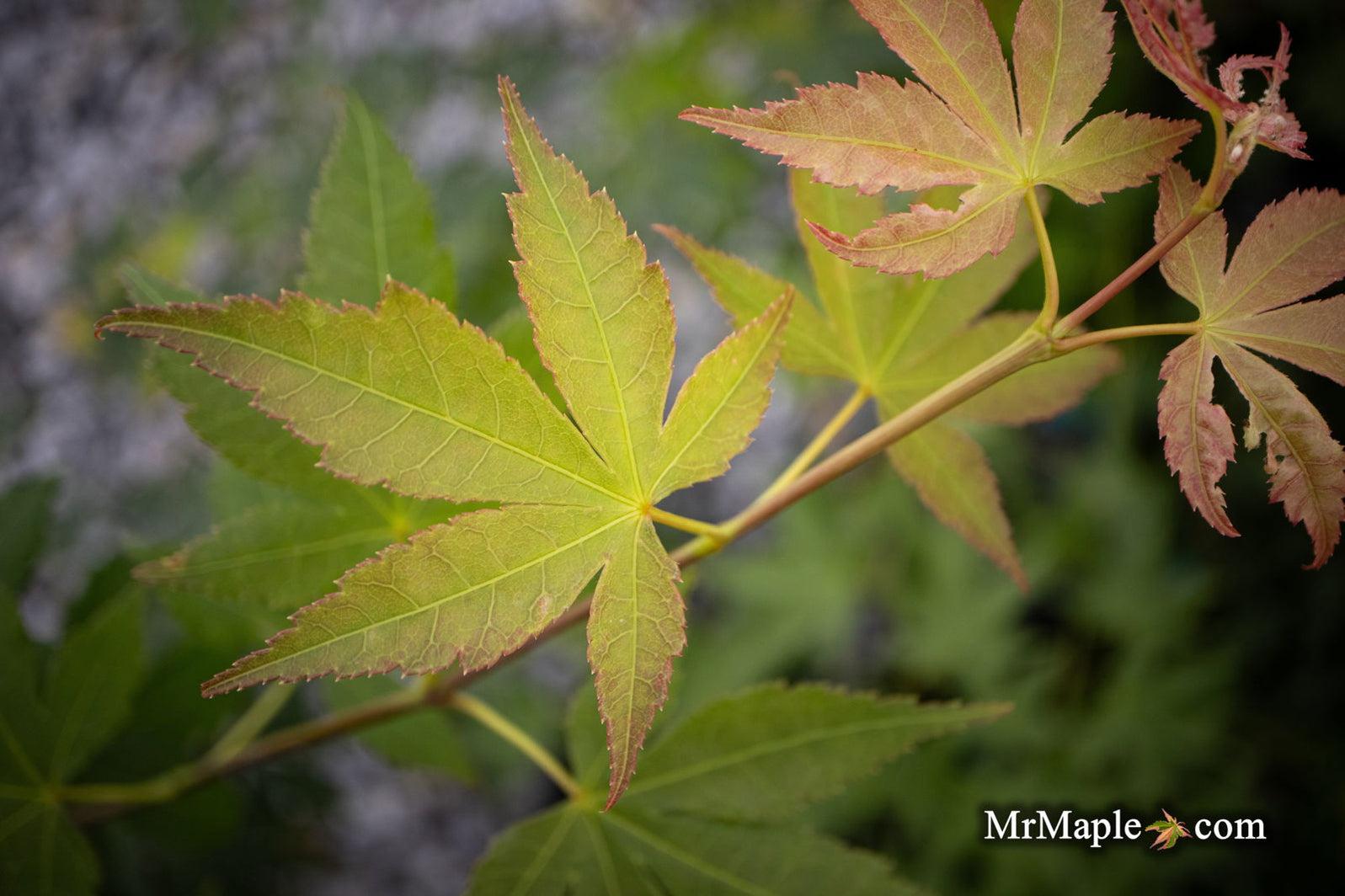 Acer Palmatum Green Star - View 6 from www redcrocus com
