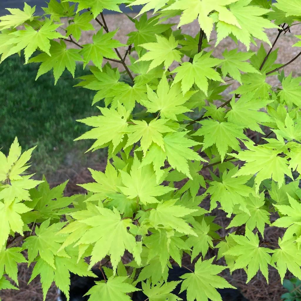 Acer Palmatum Green Star - View 7 from www redcrocus com