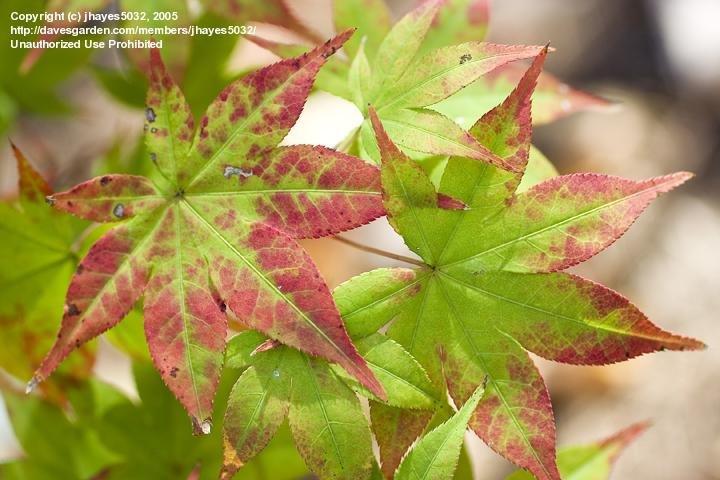 Acer Palmatum Green Star - View 8 from www redcrocus com