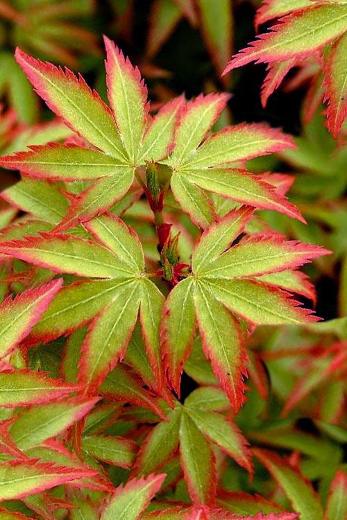 Acer Palmatum 'kiyohime' - View 8 from www redcrocus com