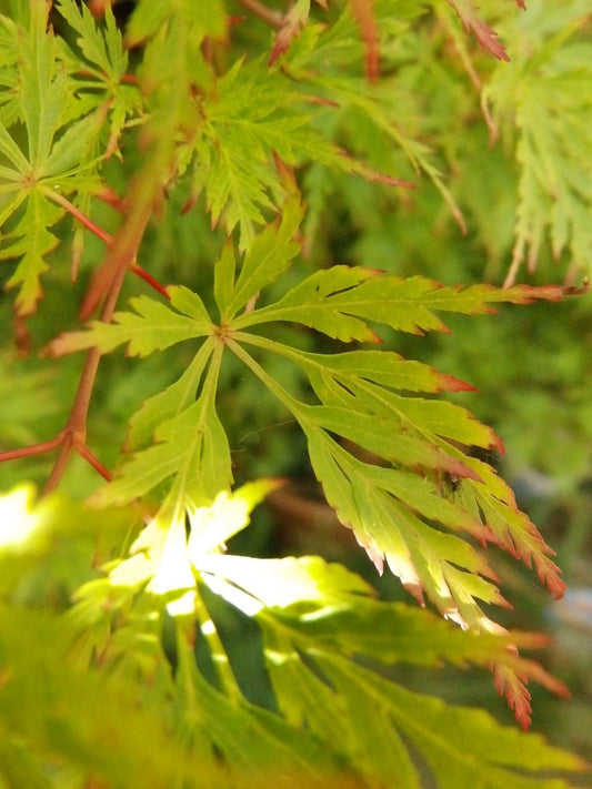 Acer Palmatum Dissectum Seiryu - View 10 from www redcrocus com