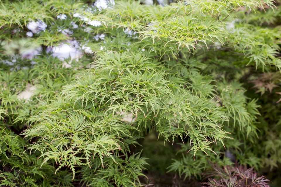 Acer Palmatum Dissectum Seiryu - View 12 from www redcrocus com