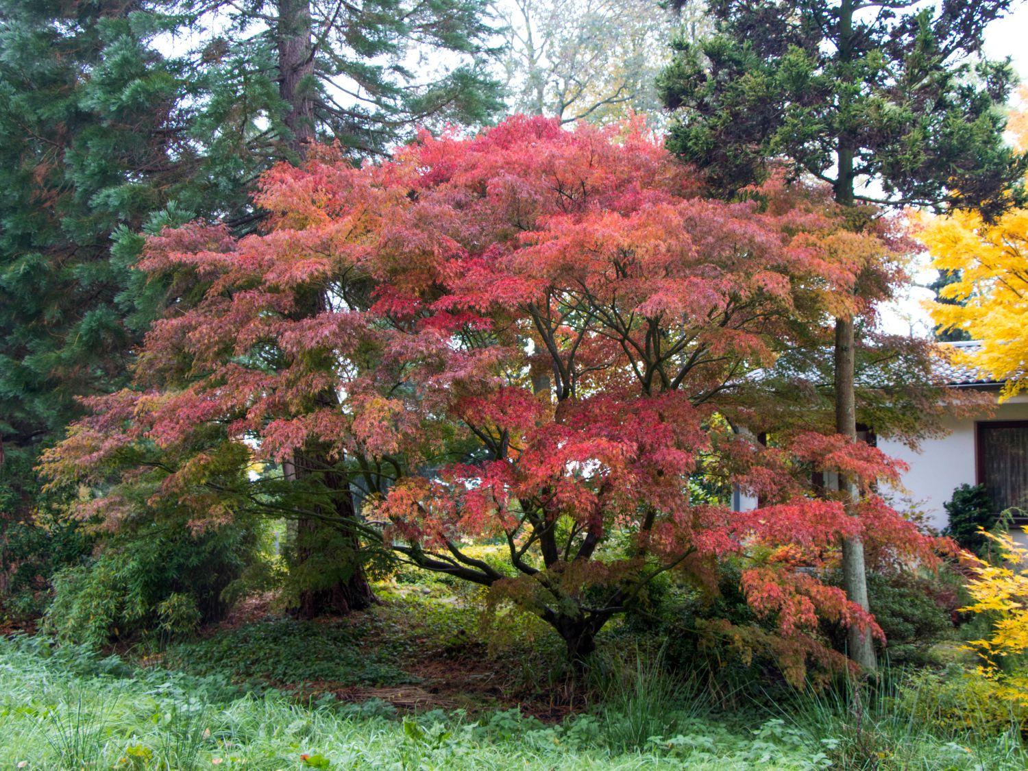 Acer Palmatum Dissectum Seiryu - View 13 from www redcrocus com