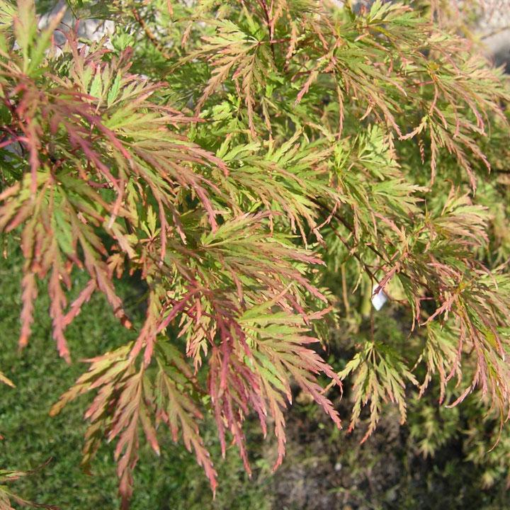 Acer Palmatum Dissectum Seiryu - View 16 from www redcrocus com