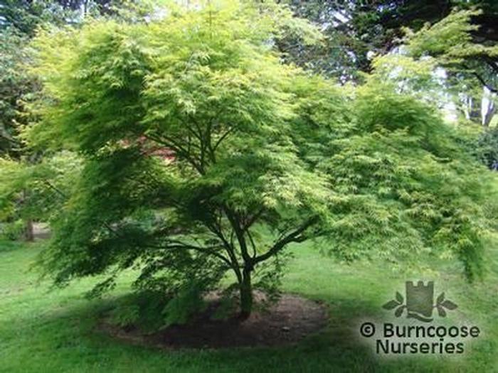 Acer Palmatum Dissectum Seiryu - View 17 from www redcrocus com