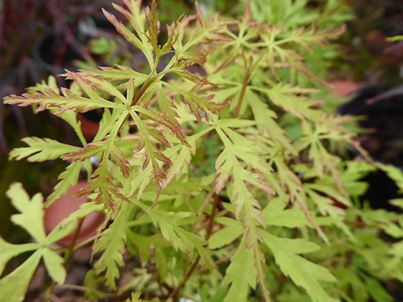 Acer Palmatum Dissectum Seiryu - View 18 from www redcrocus com