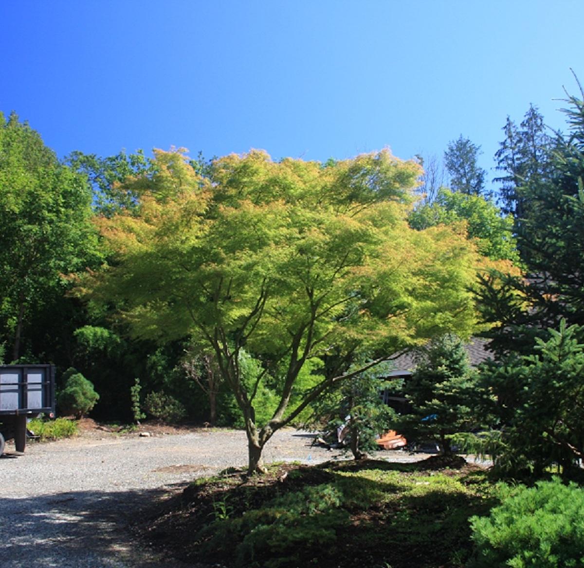 Acer Palmatum Dissectum Seiryu - View 2 from www redcrocus com