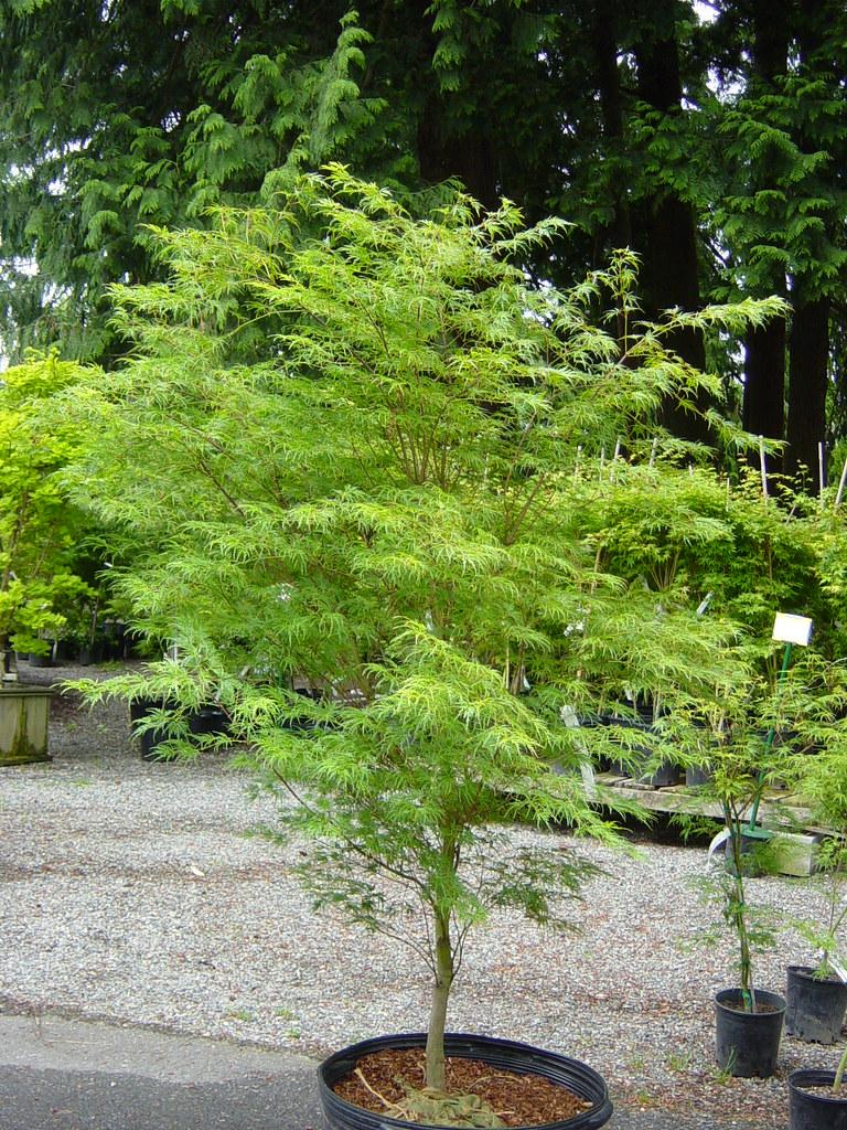 Acer Palmatum Dissectum Seiryu - View 5 from www redcrocus com