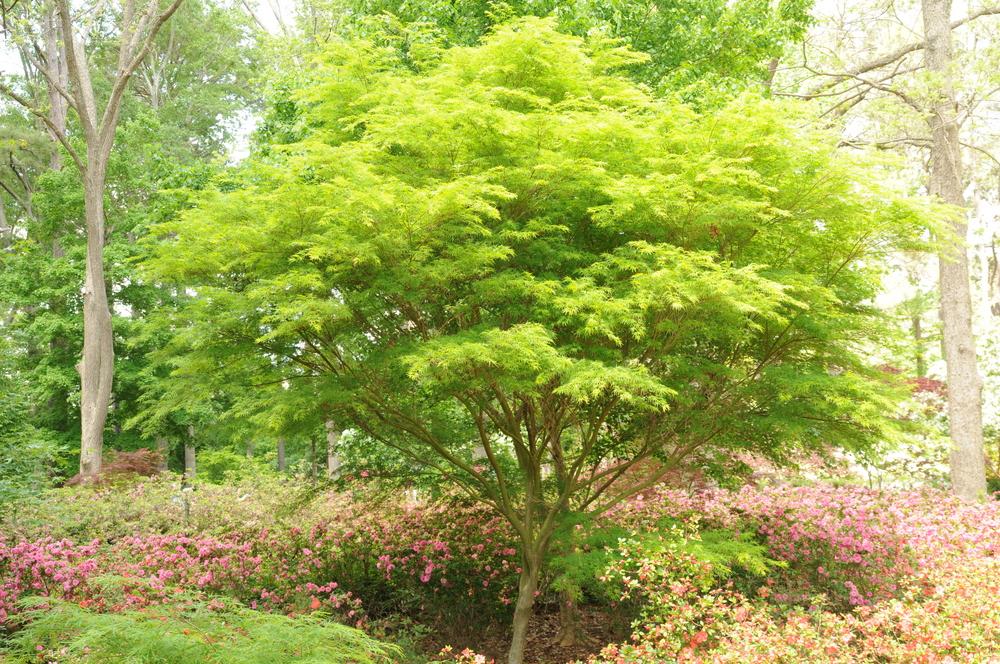 Acer Palmatum Dissectum Seiryu - View 6 from www redcrocus com