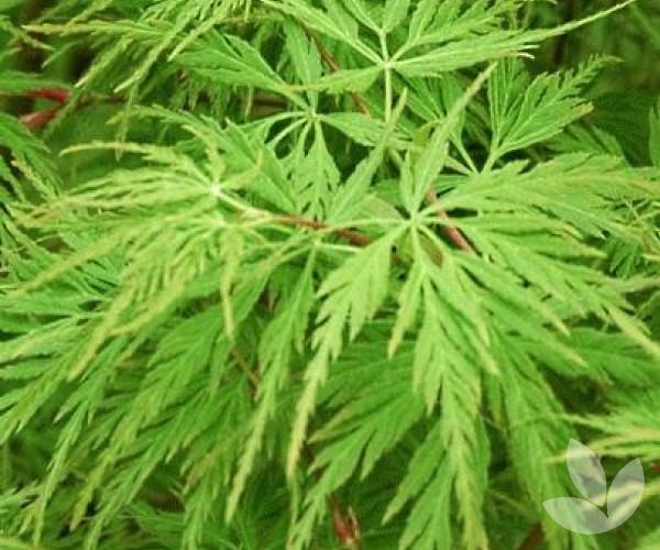 Acer Palmatum Dissectum Seiryu - View 8 from www redcrocus com