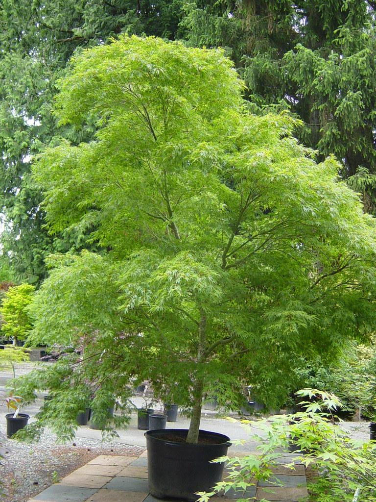 Acer Palmatum Dissectum Seiryu - View 9 from www redcrocus com