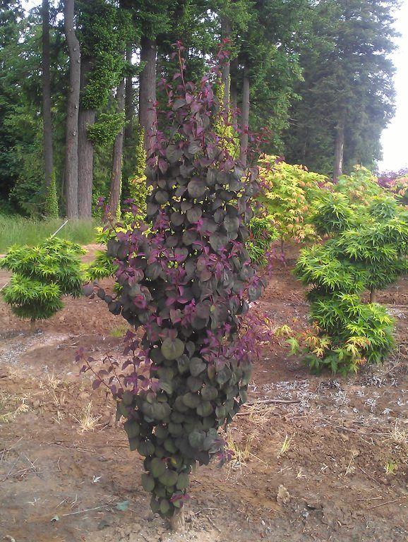 Cercidiphyllum Japonicum Red Fox - View 10 from www redcrocus com