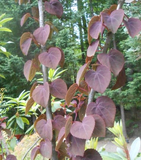 Cercidiphyllum Japonicum Red Fox - View 11 from www redcrocus com