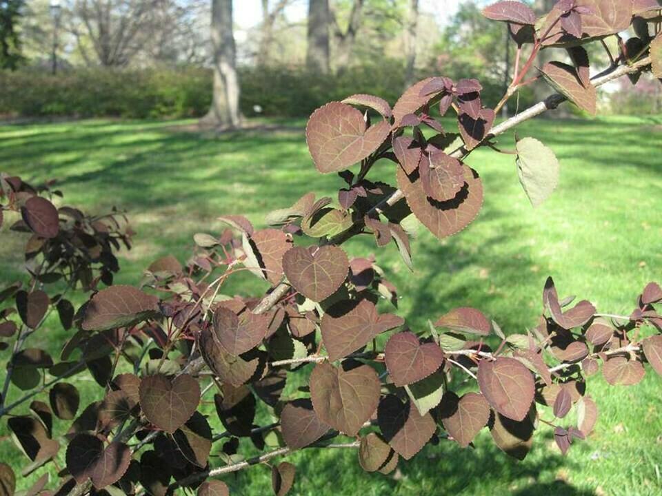 Cercidiphyllum Japonicum Red Fox - View 13 from www redcrocus com