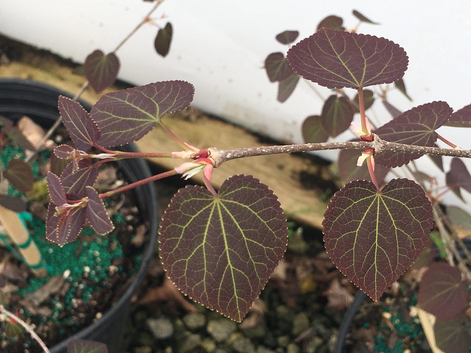 Cercidiphyllum Japonicum Red Fox - View 14 from www redcrocus com