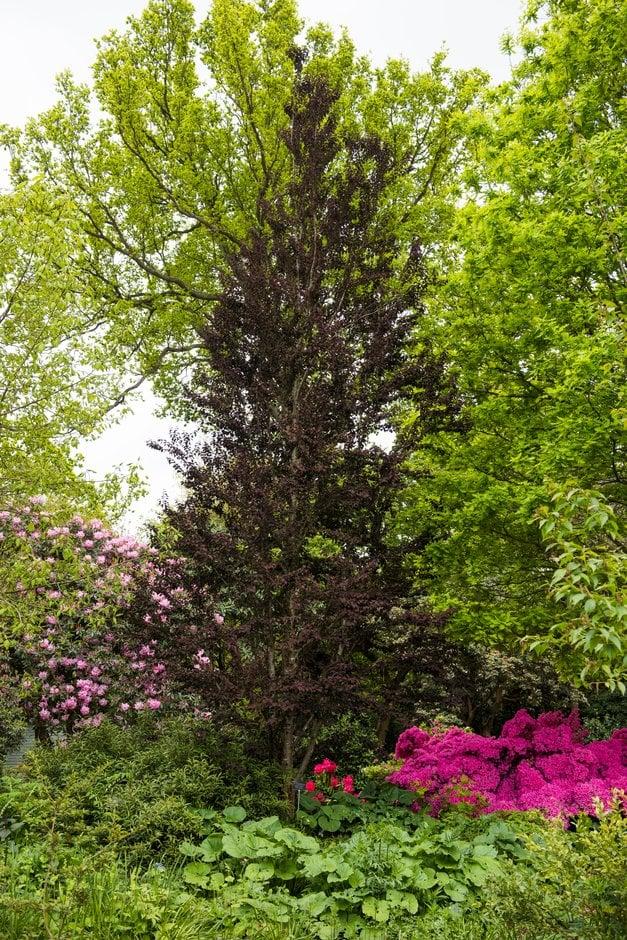 Cercidiphyllum Japonicum Red Fox - View 15 from www redcrocus com