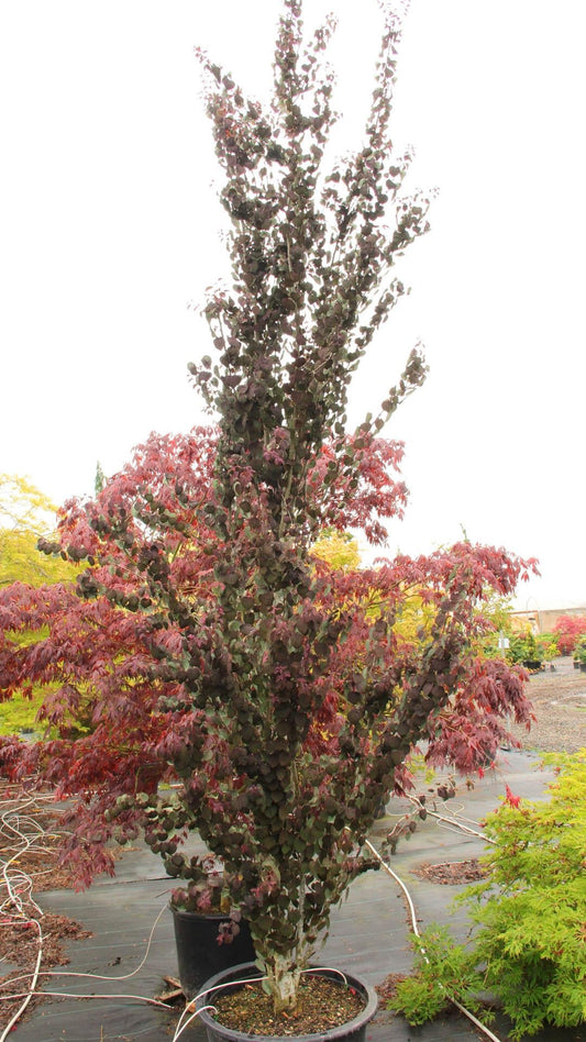 Cercidiphyllum Japonicum Red Fox - View 1 from www redcrocus com
