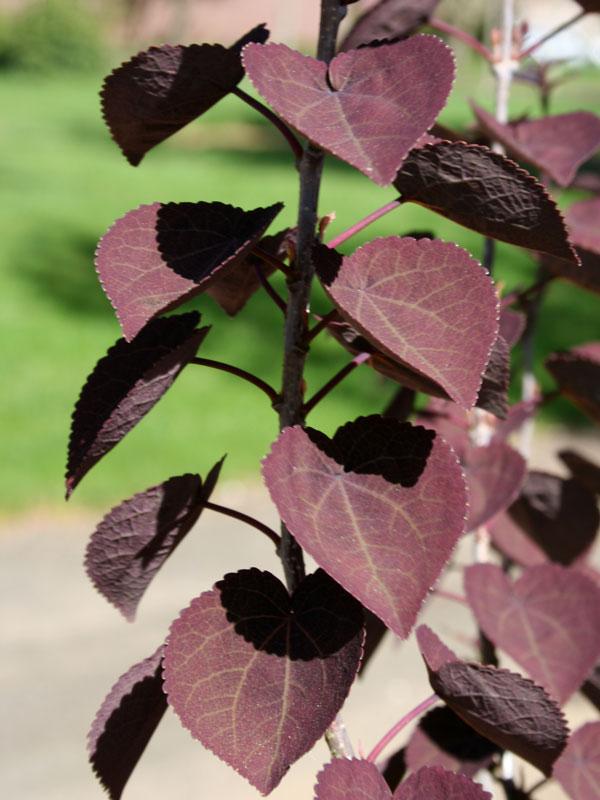 Cercidiphyllum Japonicum Red Fox - View 2 from www redcrocus com