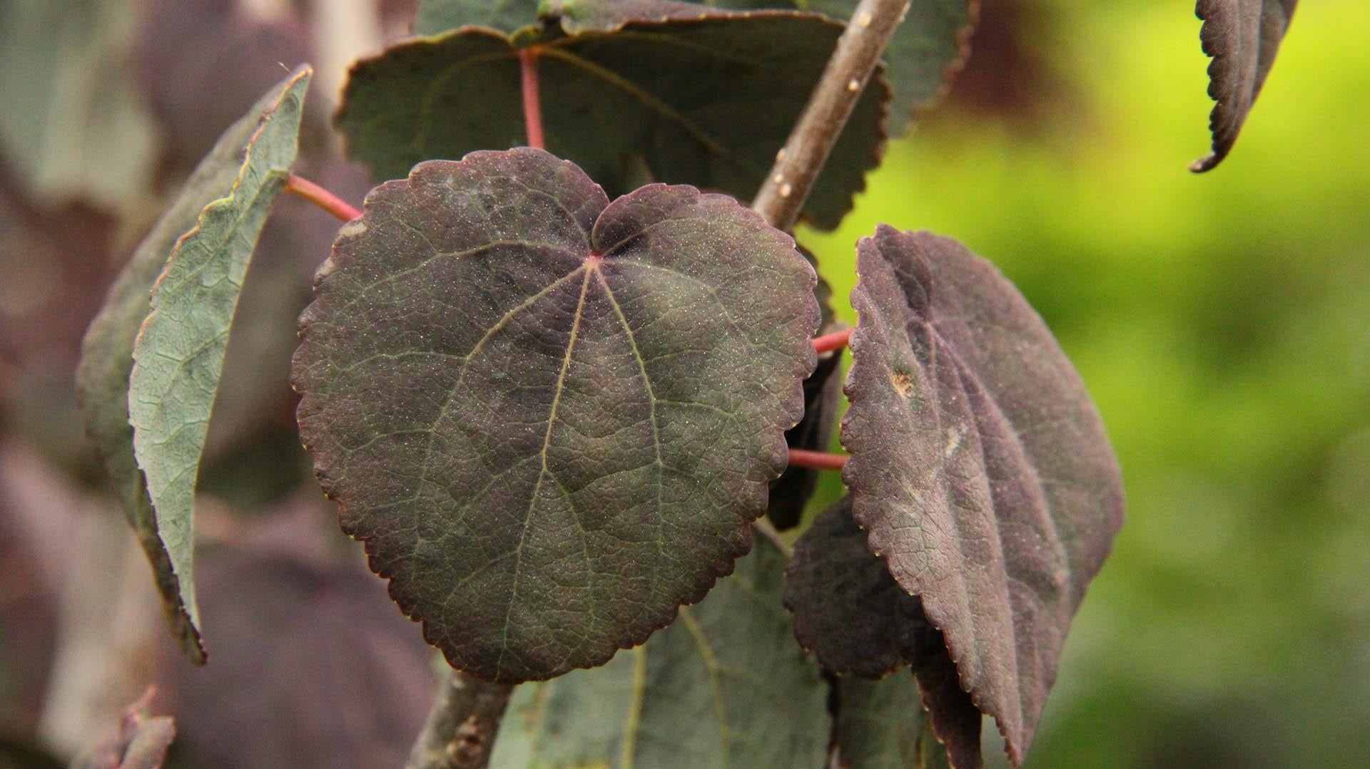 Cercidiphyllum Japonicum Red Fox - View 4 from www redcrocus com