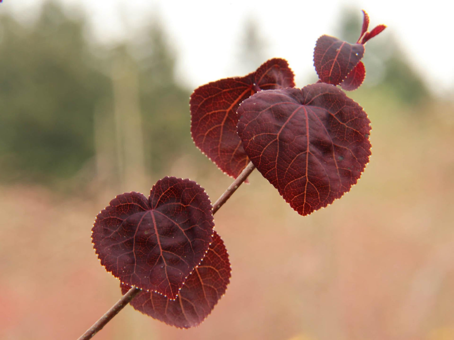 Cercidiphyllum Japonicum Red Fox - View 5 from www redcrocus com