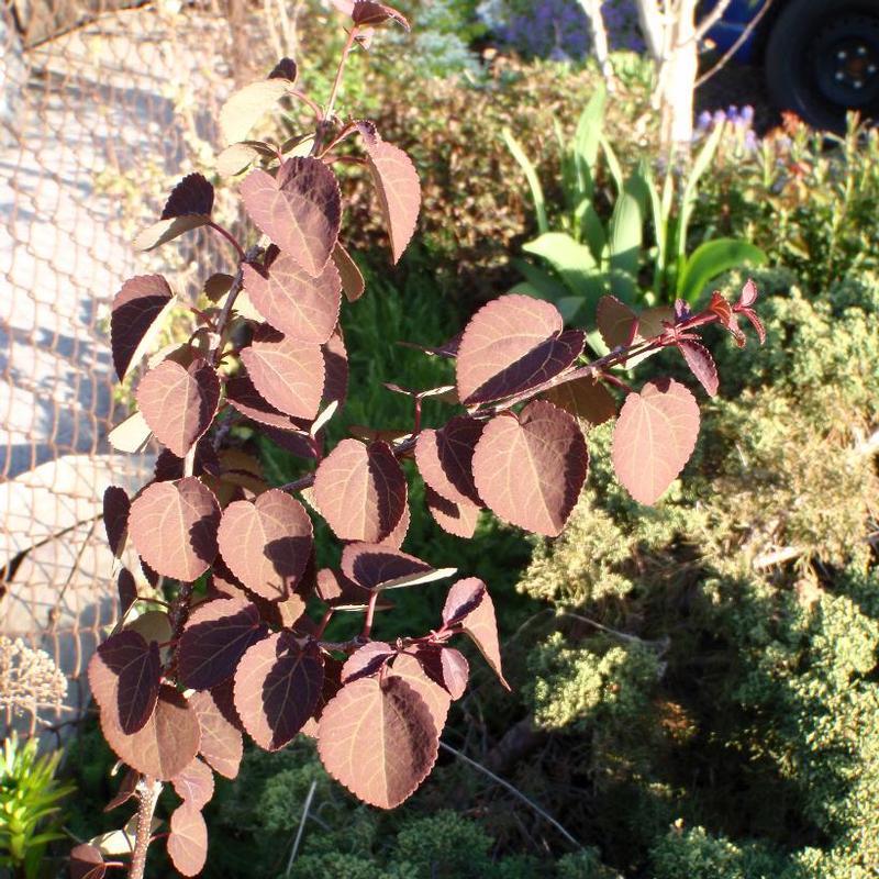 Cercidiphyllum Japonicum Red Fox - View 8 from www redcrocus com