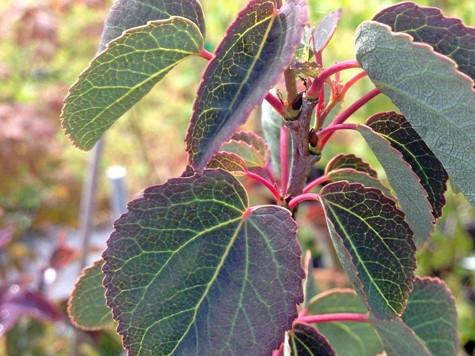 Cercidiphyllum Japonicum Red Fox - View 9 from www redcrocus com