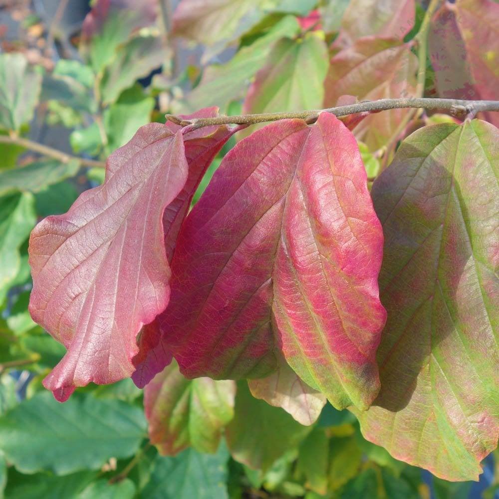 Parrotia Perisica Vanessa - View 18 from www redcrocus com