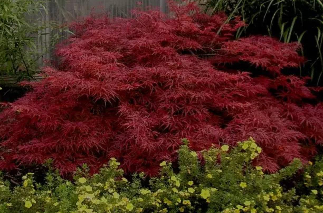 Acer Palmatum Dissectum Red Dragon - View 13 from www redcrocus com