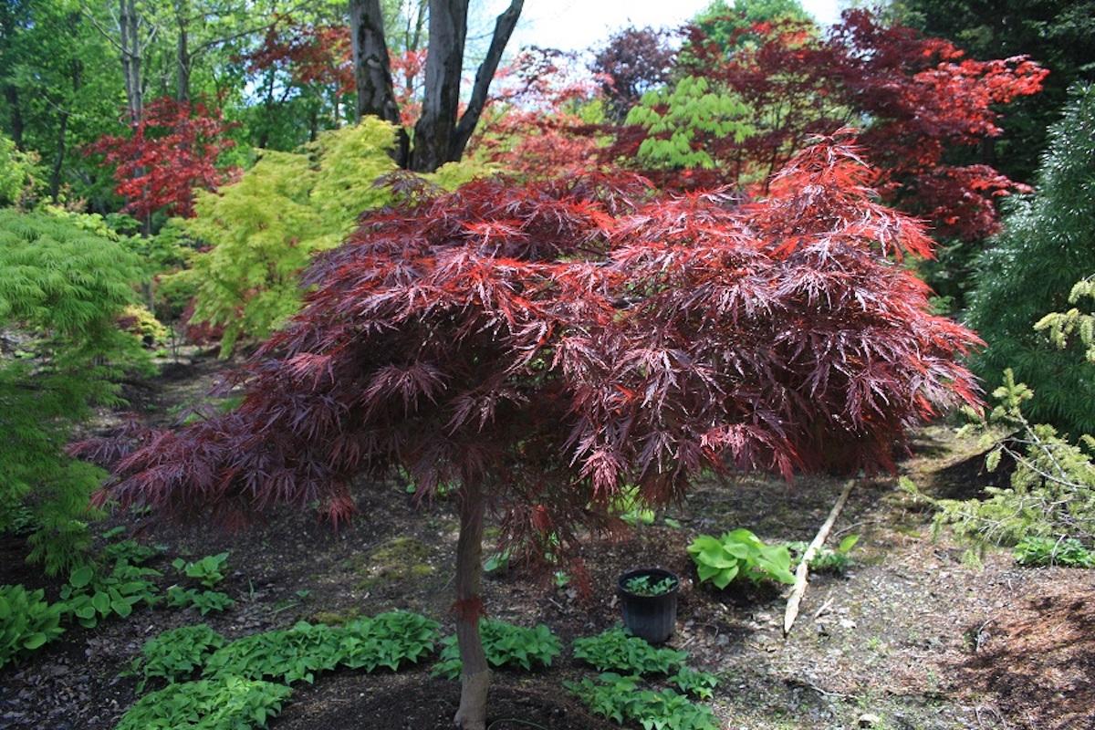 Acer Palmatum Dissectum Red Dragon - View 14 from www redcrocus com