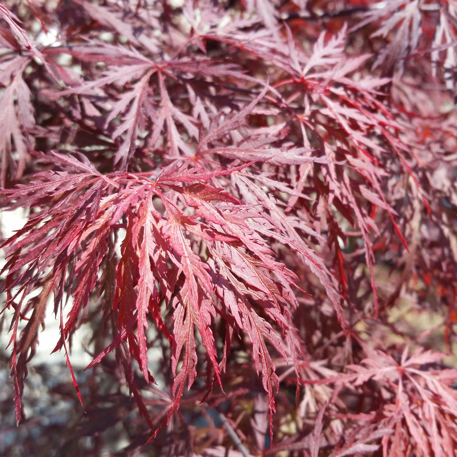 Acer Palmatum Dissectum Red Dragon - View 15 from www redcrocus com