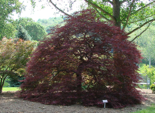 Acer Palmatum Dissectum Red Dragon - View 1 from www redcrocus com